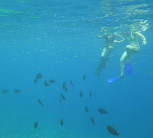 Fische, Fische, Fische, alles am Steg