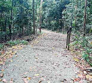 Marang Trail auf den Mount Faber