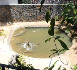 Fütterung Krokodile  