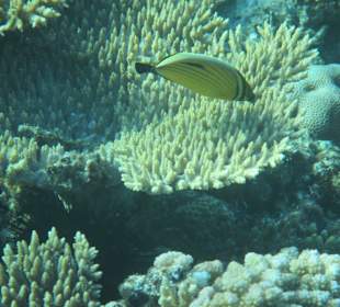 Hausriff Arabia Azur Resort