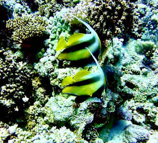 Schnorcheln Makadi Bay