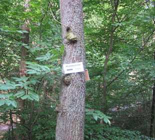 Auf dem Weg zur Landauer Hütte
