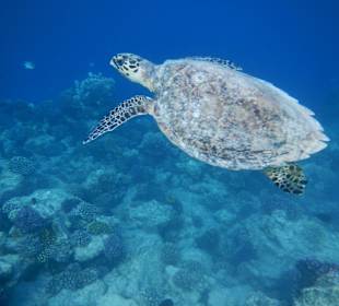 Karettschildkröte direkt am Anfang des Riffs