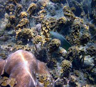 Underwater, fast am Hotelbeach