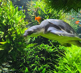 Aquarium hagenbeck 