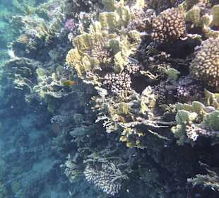 Schnorcheln Makadi Bay