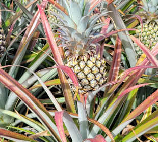 Geführte Touren Andrea Rodrige