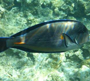 Schnorcheln Hurghada