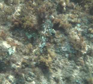 Glasbodenboot Tour Lindos