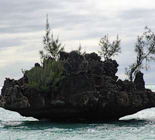 Dolswim - Dolphin & Whales Watching