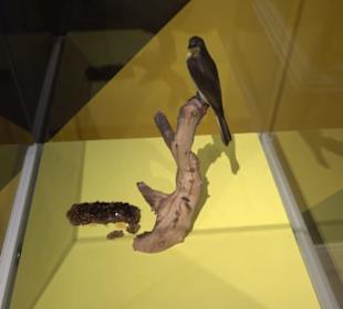 Museum Natur und Mensch