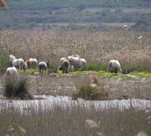 Natur Park S'Albufera / Pferde aus der Camargue