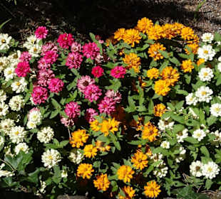 Blütenpracht am Tappeinerweg