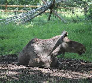 Freilichtmuseum Skansen