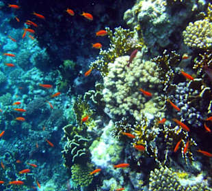 Am Hausriff Hotel Baron Resort