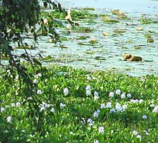 Sehe keine Tiere ....