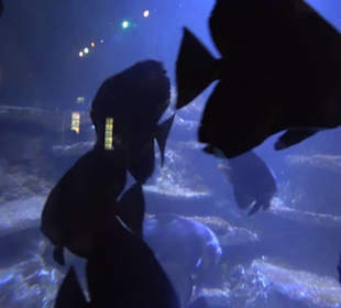 Sea Life