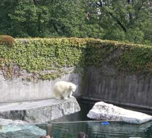 Eisbär