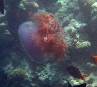 Hausriff Filitheyo Island