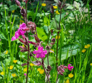 Wandern Bad Peterstal-Griesbach