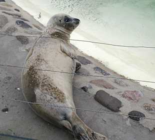 Seehundaufzuchtstation Friedrichskoog