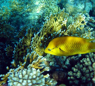 Schnorcheln Sharm el Sheikh