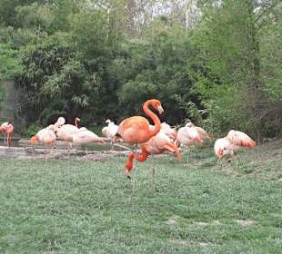Frankfurter Zoo