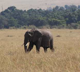 Masai Mara