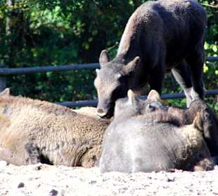 WP LH Herbst Impression