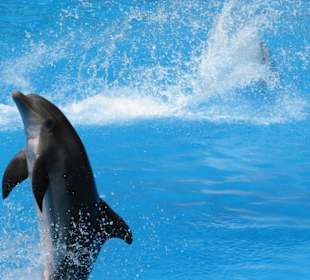 Delfin-Show