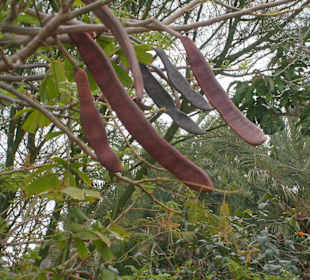Johannisbrot-Baum sog.Affenfruchtbaum