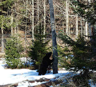 Braunbär