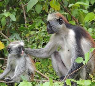 Die berühmten roten Affen