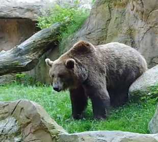 WildparkImpression September 2013