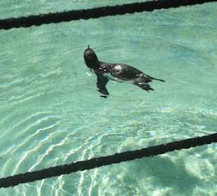 Marineland - Pinguin - September 2013