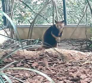 Singapur Zoo