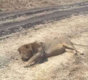 Schlafender Löwe 2 Meter neben dem Auto 