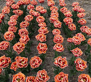 Floratuin Julianadorp