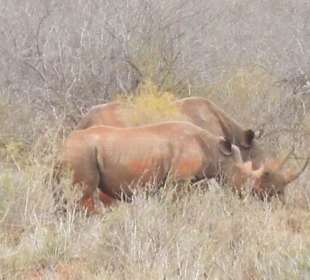 Nashörner in Tsavo West