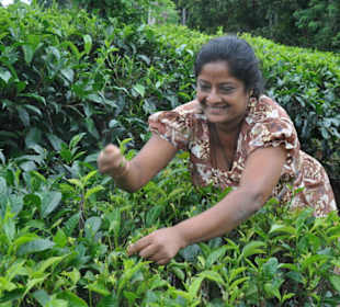 Plantacje herbaty i zbiory