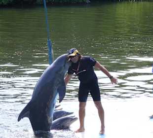 Küßchen vom Delfin