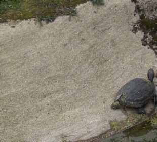 Südamerika Bereich - Jaguarhaus