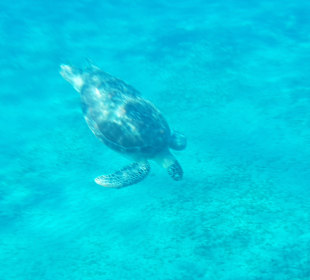 Schnorcheln Abu Dabbab