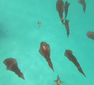 Schnorcheln Marsa Alam