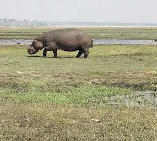 Hippomauf Chobe Insel