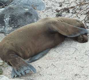 Котик на о.Северный Сеймур