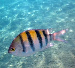 Fische in Sharm el Naga