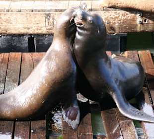 Seelöwen