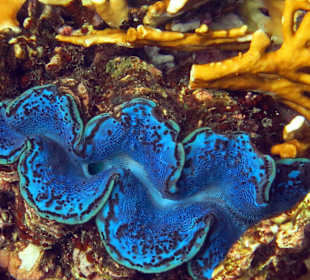 Beim schnorcheln am Nordriff