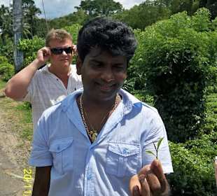 Teepflücker Hinterland von Bentota